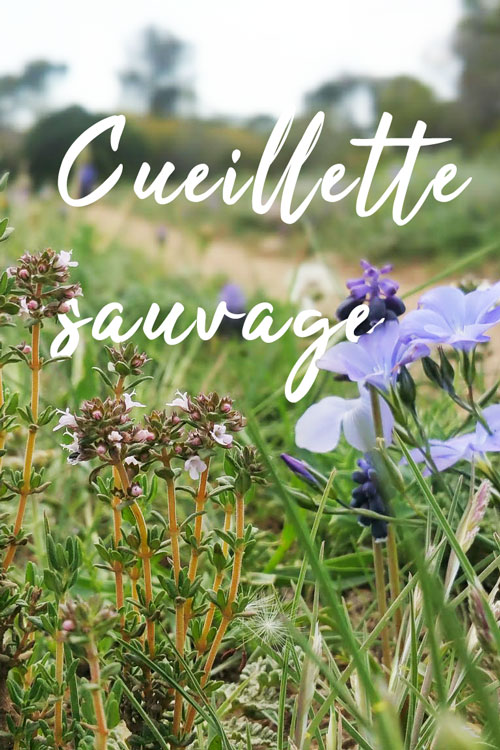 cueillette_sauvage
