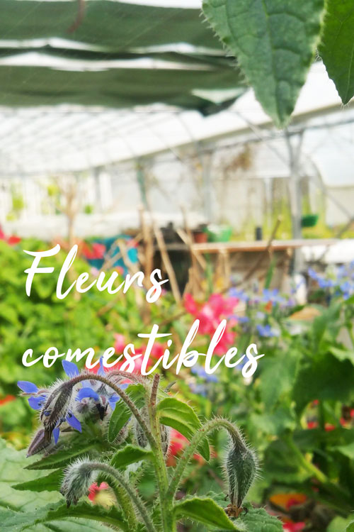 fleurs_comestibles