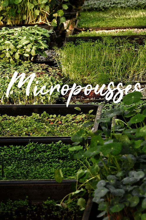 micropousses