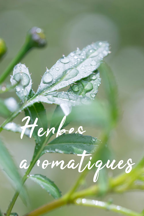 titre-plantes-aromatiques-1
